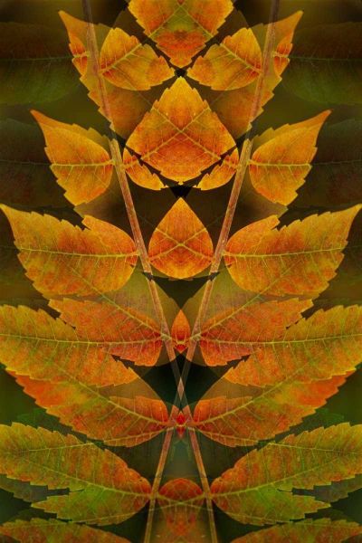 USA, Colorado, Lafayette Autumn sumac montage